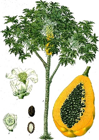 Papaya Botanical Drawing